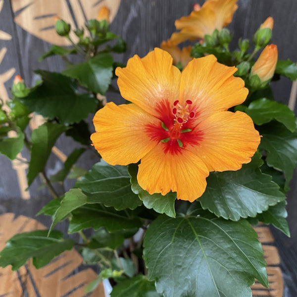 Hibiscus Petite Orange (3 plants/pot)