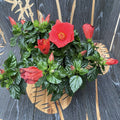 Hibiscus Premiere XXL - 4 plante/ghiveci