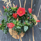 Hibiscus Premiere XXL - 4 plante/ghiveci