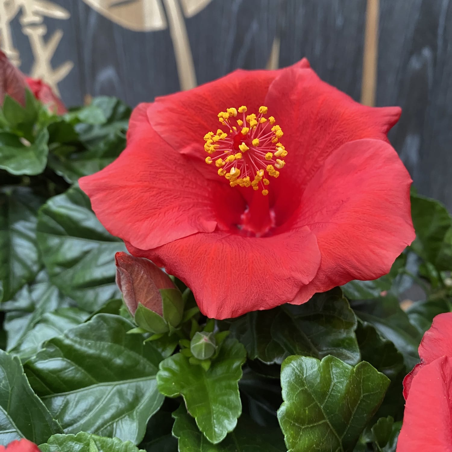 Hibiszkusz Premiere XXL - 4 növény/cserép