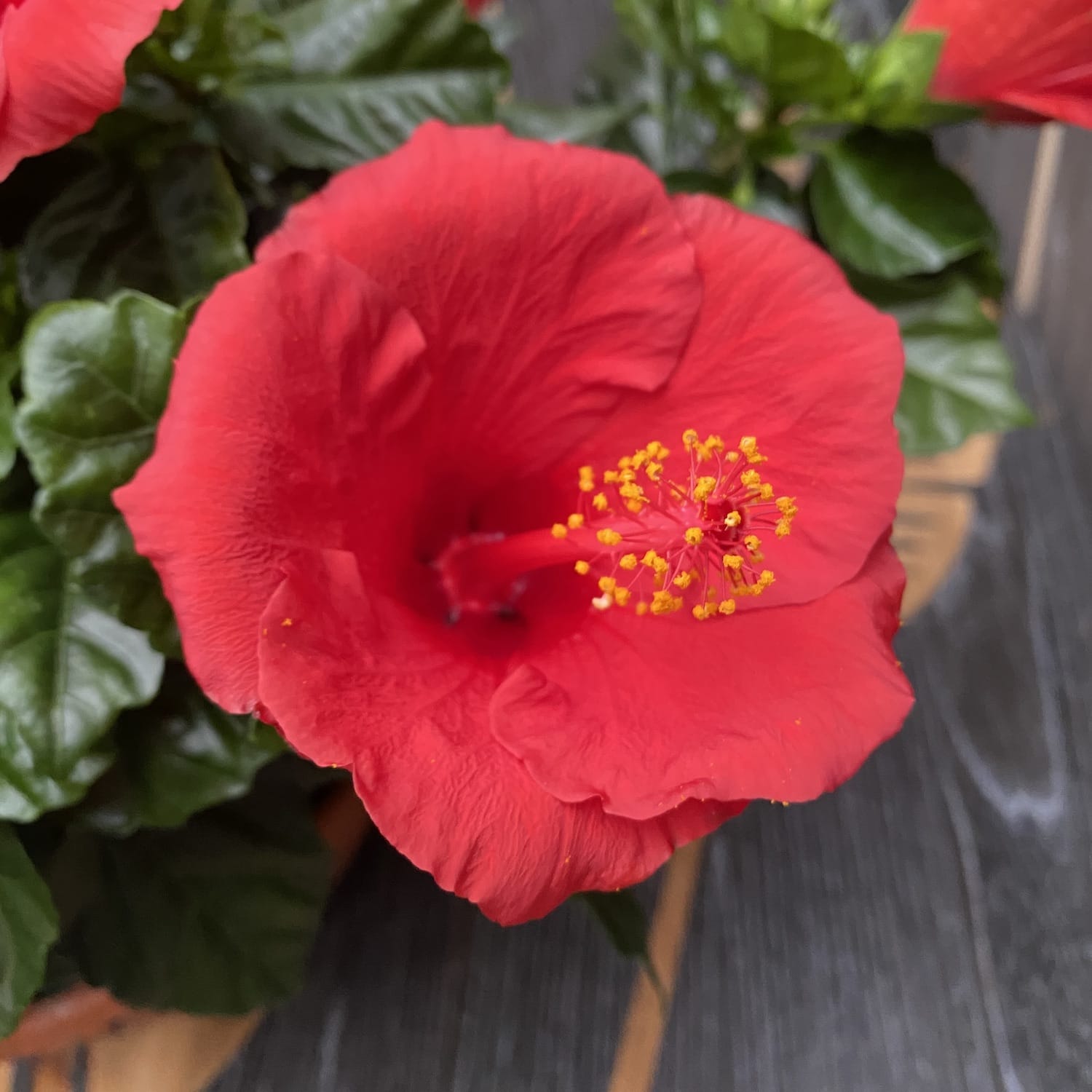 Hibiszkusz Premiere XXL - 4 növény/cserép