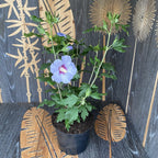 Hibiscus syriacus 'Oiseau Blue' *de gradina