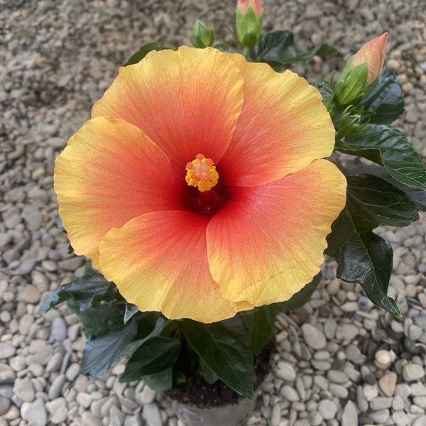 Hibiscus 'New Apollon'- flori XL (3-4 plante/ghiveci)