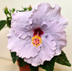 Hibiskus Long Life 'Cato Purple' (2 Pflanzen/Topf)
