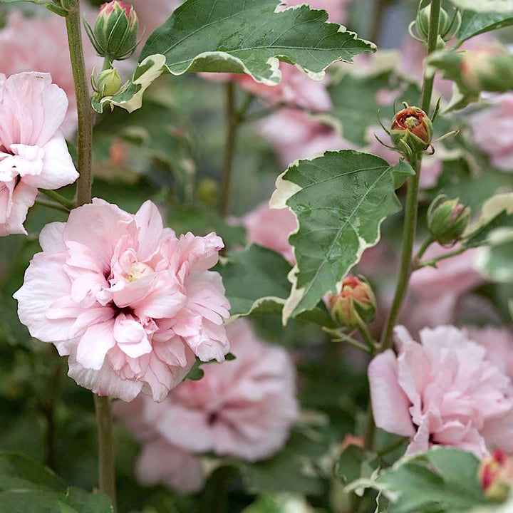 Hibiscus syriacus 'Sugar Tip'