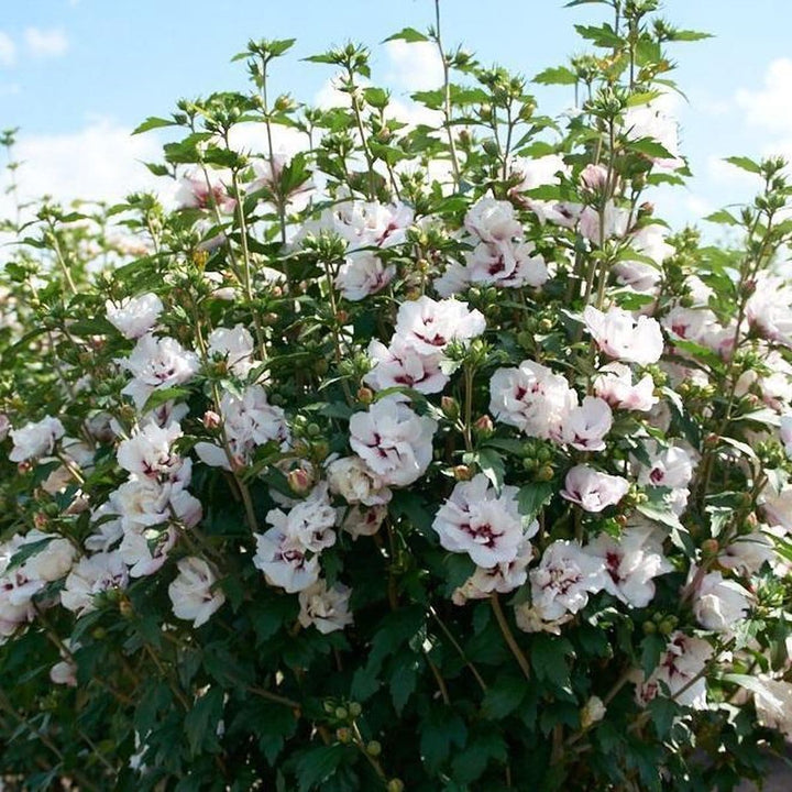 Hibiscus syriacus 'Speciosus'