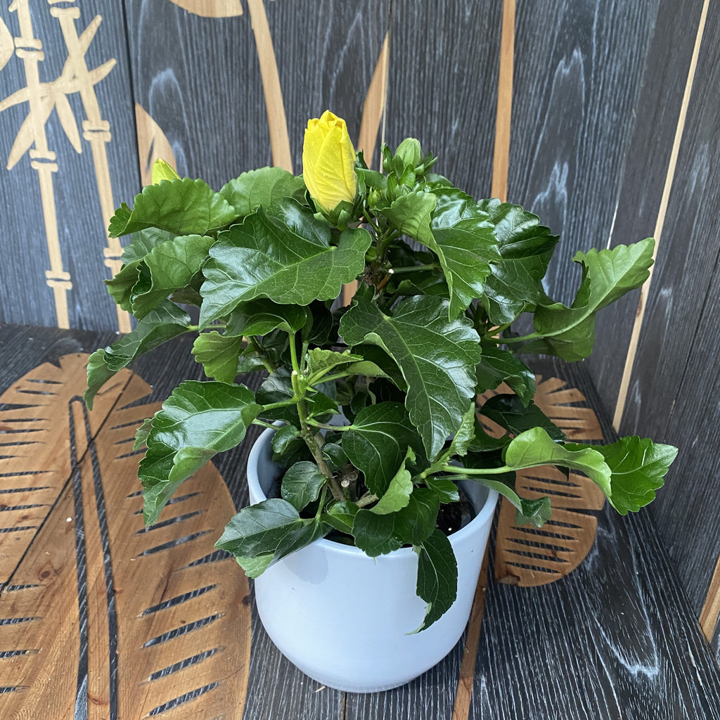 Hibiscus geel - 2 planten/pot