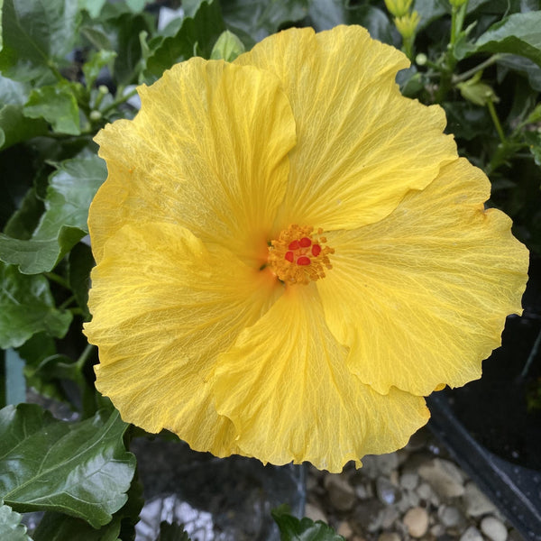 Yellow hibiscus -2 plants/pot