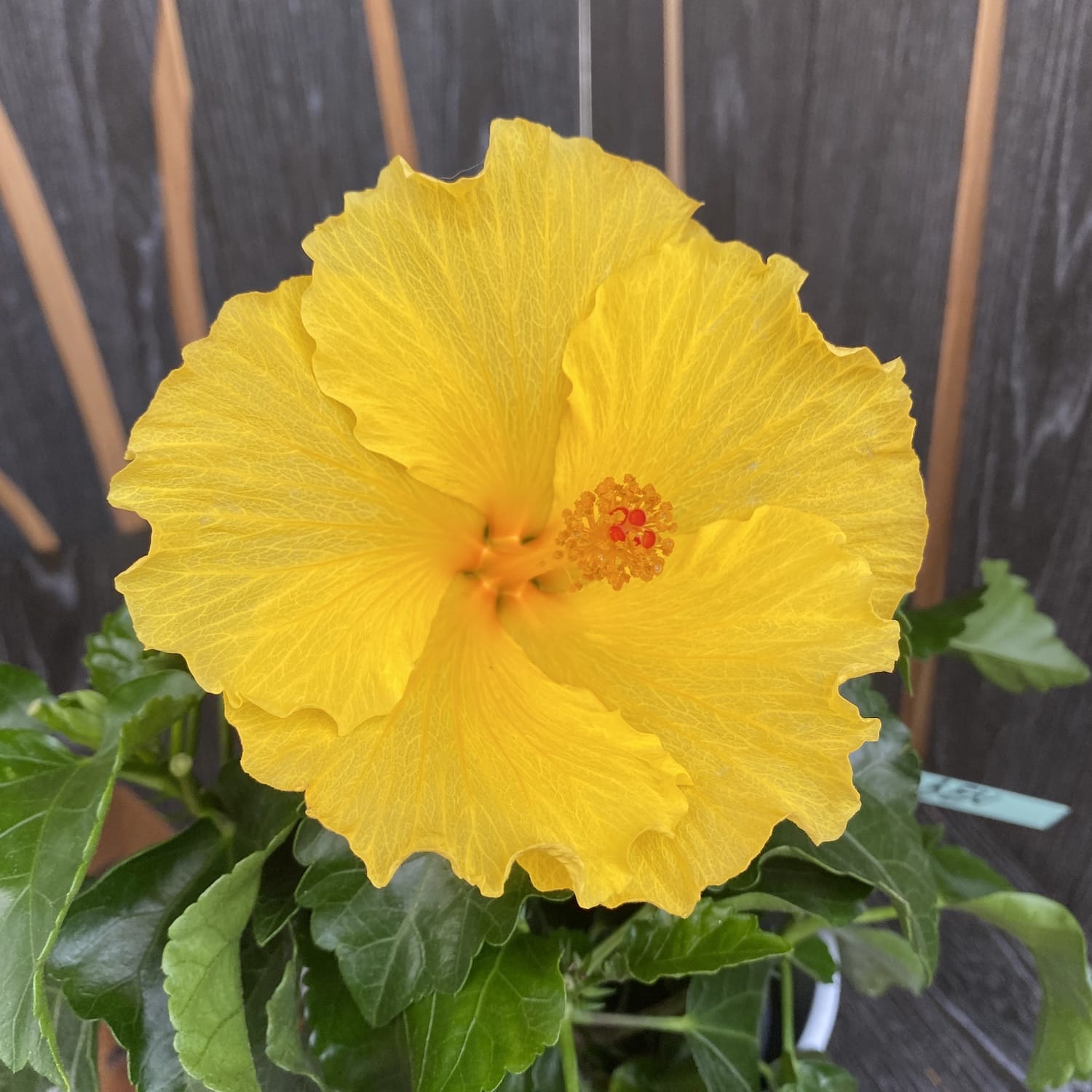 Gelber Hibiskus - 2 Pflanzen/Topf