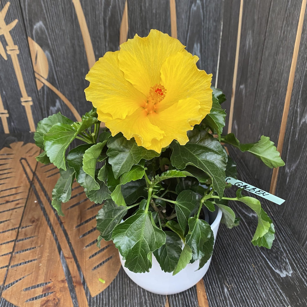 Hibiscus geel - 2 planten/pot