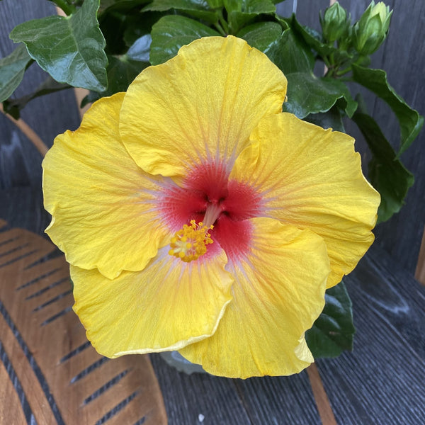 Gelber Hibiskus mit großer Blüte (2 Pflanzen/Topf)