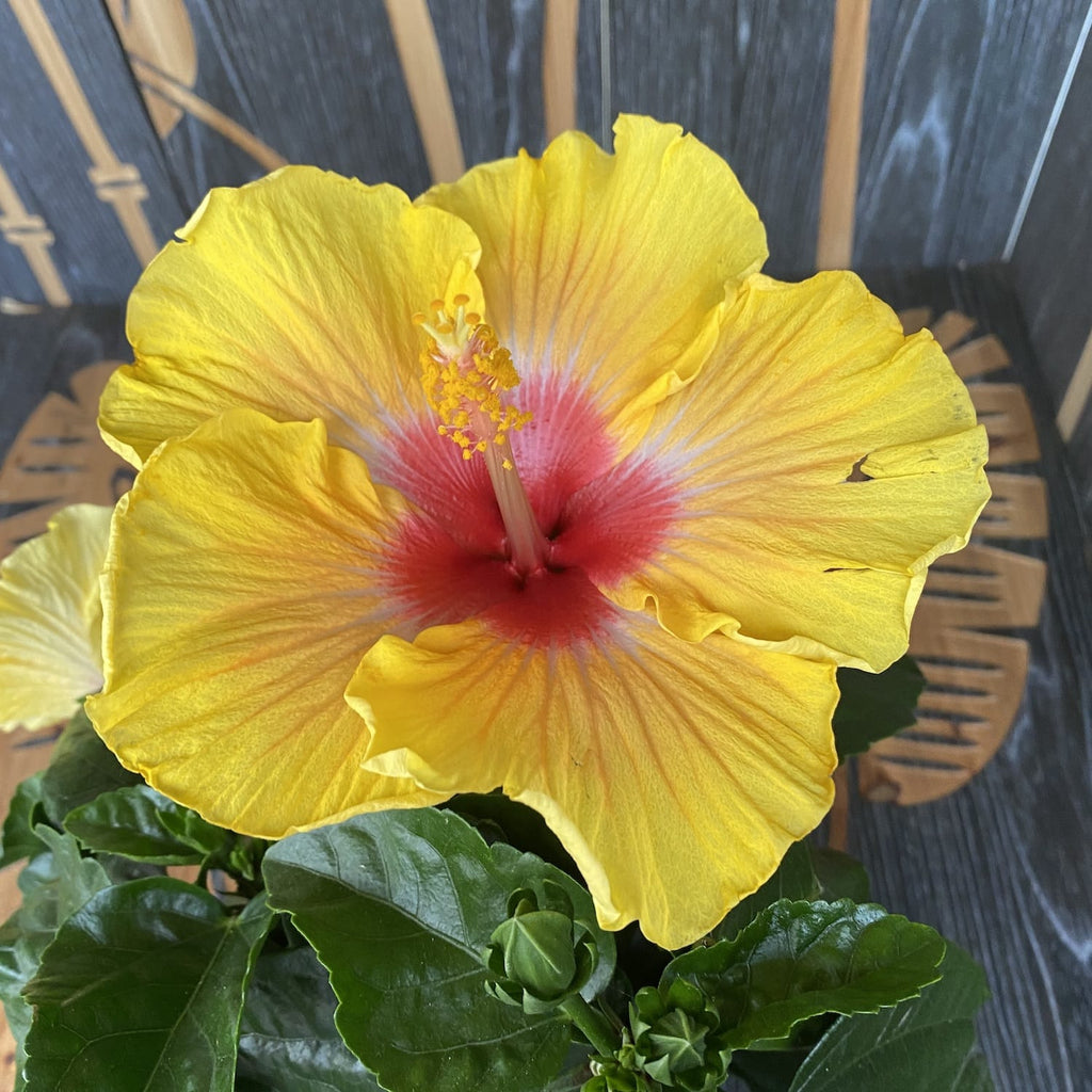 Nagy virágú sárga hibiszkusz (2 növény/cserép)