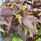 Hibiscus moscheutos Carousel ‘Geant Red’ – Gartenhibiskus mit riesigen roten Blüten