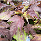 Hibiscus moscheutos Carousel ‘Jolly Heart’ - tuinhibiscus met reusachtige witte bloemen