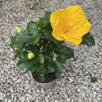 Hibiscus rosa-sinensis Starlet - täydellinen keltainen!