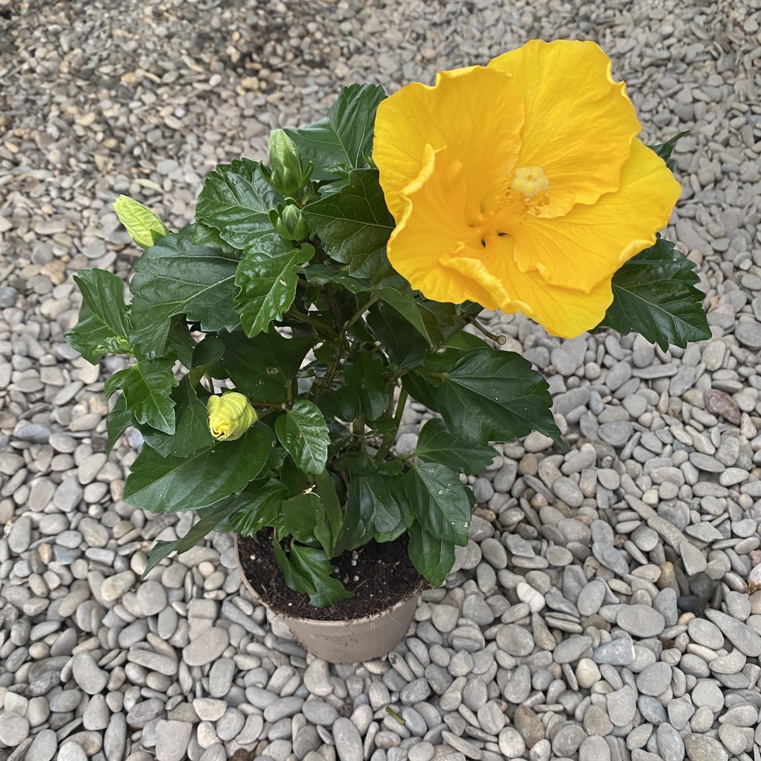 Hibiscus rosa-sinensis Starlet - egy tökéletes sárga!