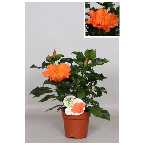 Hibiscus Fiori Grande Torino (2 plants/pot)