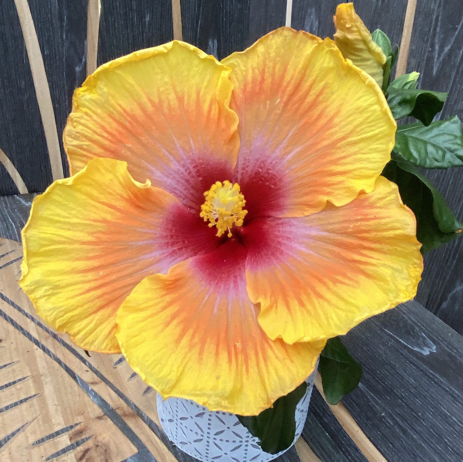 Hibiszkusz rosa-sinensis 'Zanzibar' (2 növény/cserép)
