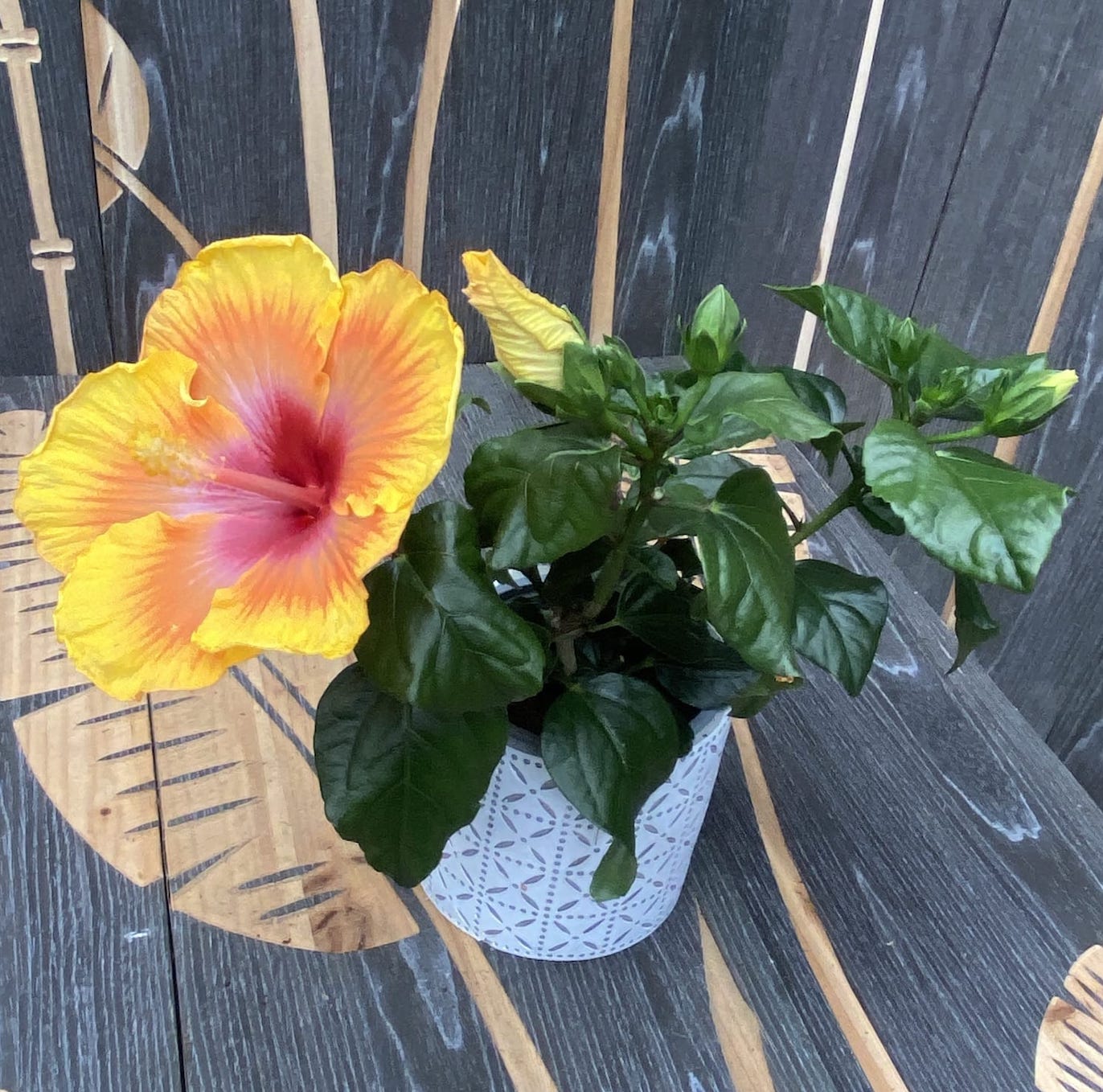 Hibiszkusz rosa-sinensis 'Zanzibar' (2 növény/cserép)