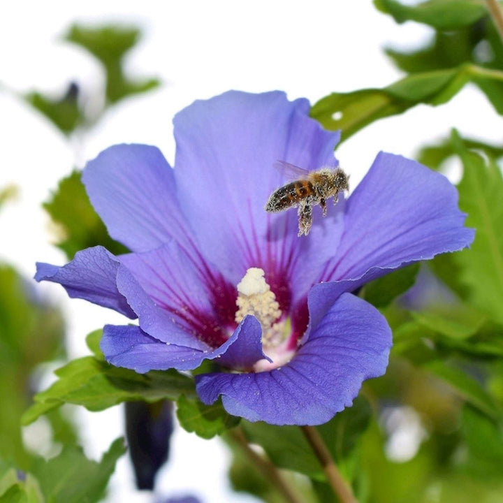 Hibiscus Syriacus 'Oiseau Blue'