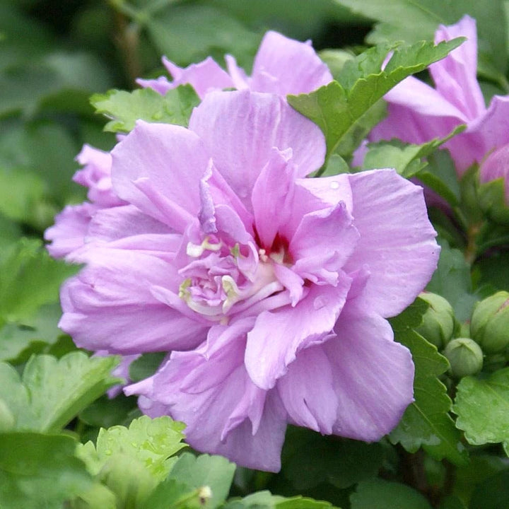 Hibiscus syriacus 'Ardens'