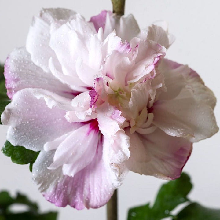 Hibiscus syriacus 'Leopoldii'