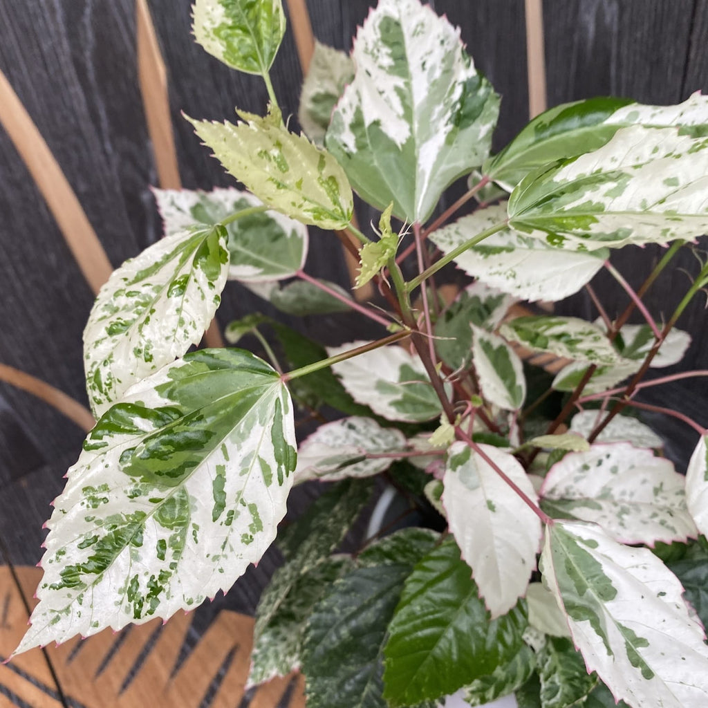 Hibiskus variegat rosa-sinensis var. cooperi 'Snowflake', 'Snow Queen' (2 Pflanzen/Topf)