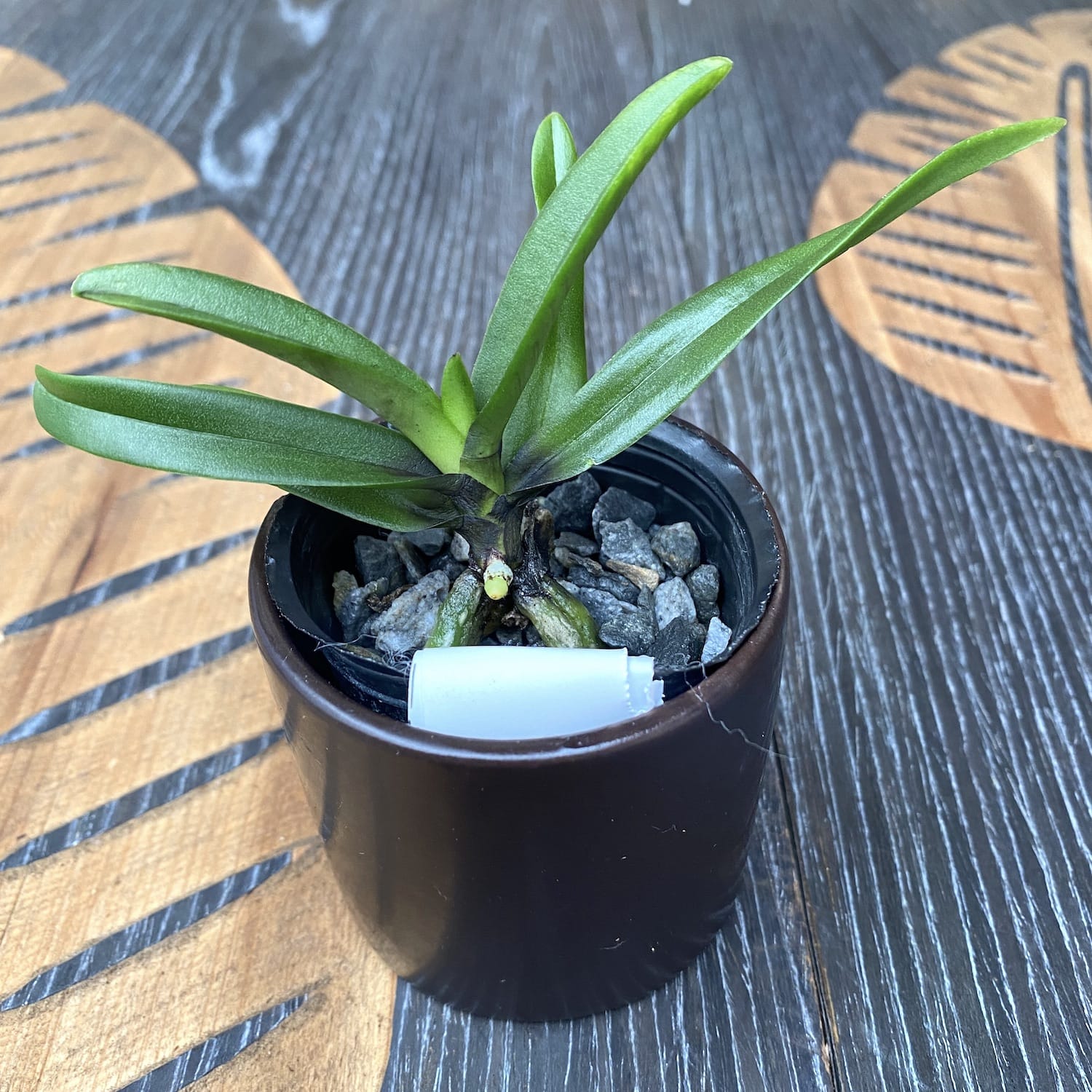 Holcostylis M S Sunlight (Holcoglossum flavescens × Rhynchostylis gigantea)