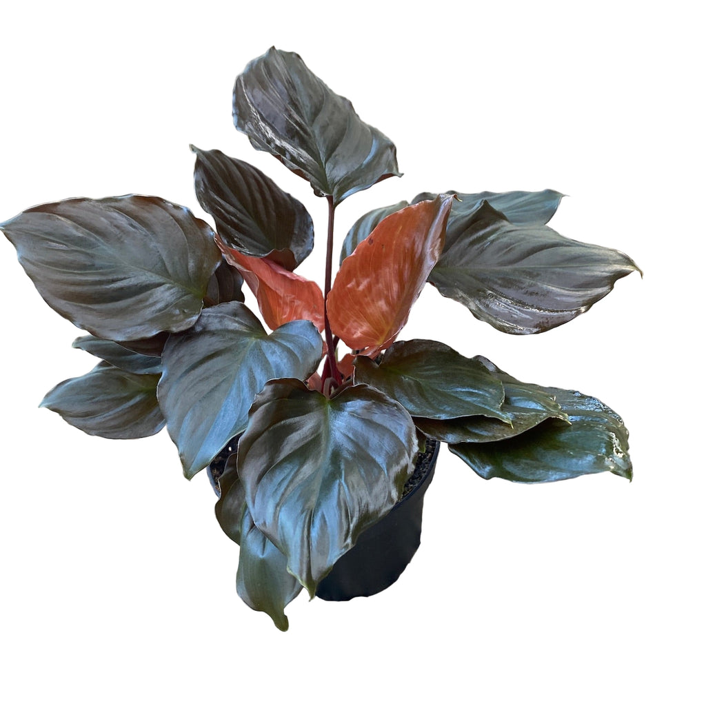 Homalomena ‘Flaming Red’ – tropische Pflanze mit rot-metallischem Laub und üppigem Aussehen