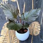 Homalomena ‘Flaming Red’ – trópusi növény vörös-fémes lombbal és buja megjelenéssel