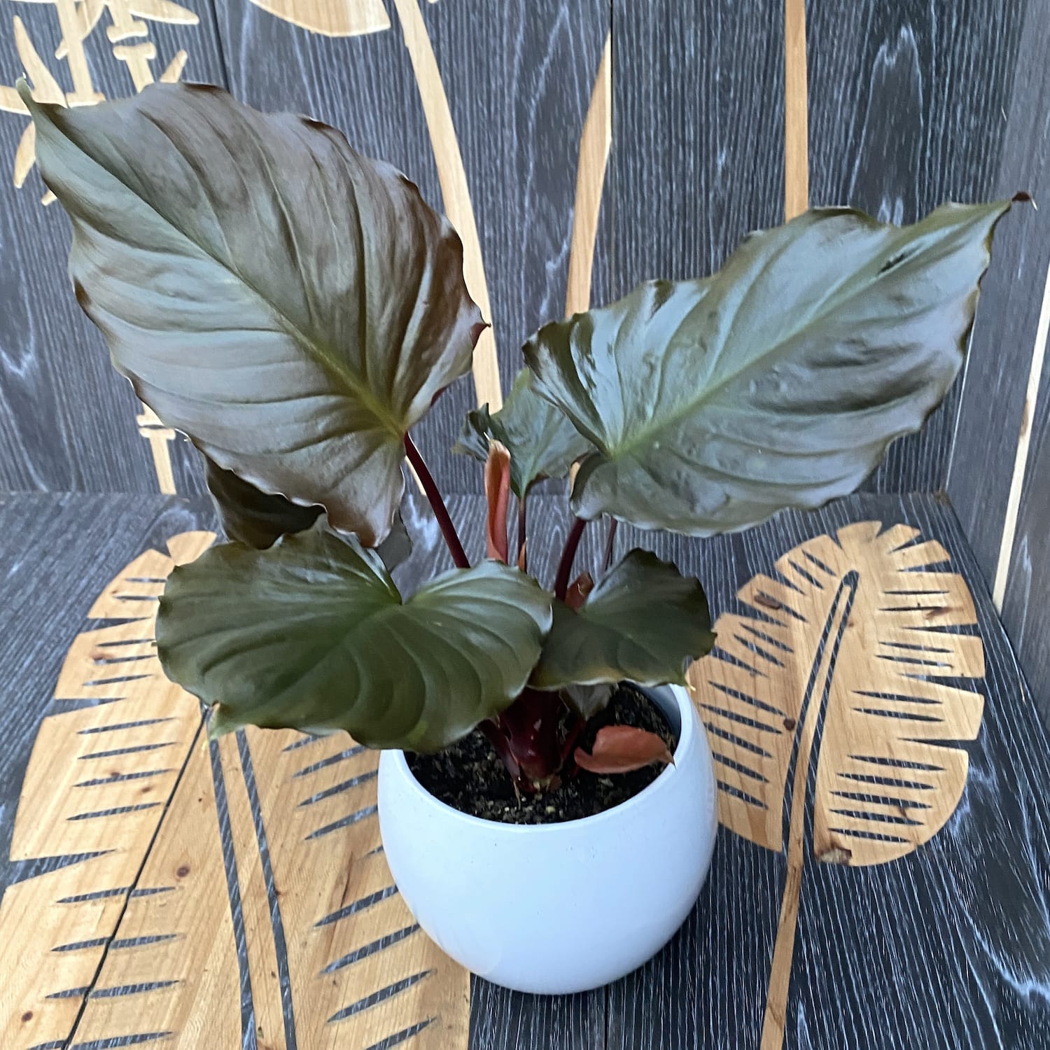 Homalomena ‘Flaming Red’ – planta tropicala cu foliaj rosu-metalic si aspect luxuriant