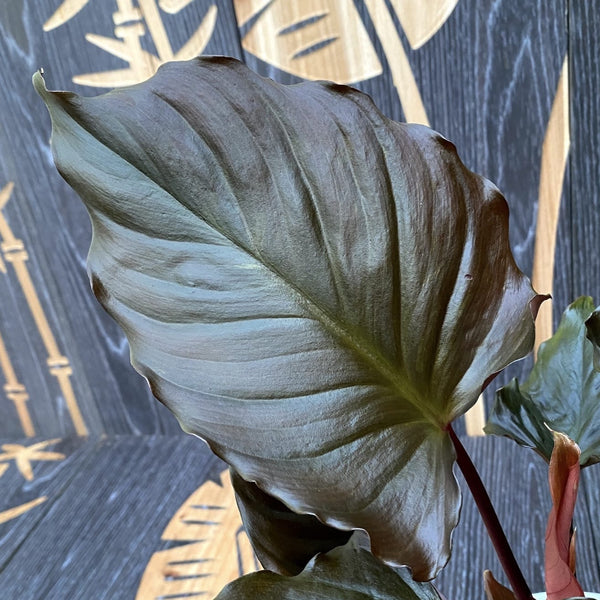 Homalomena rubescens 'Flamin Red' (defective leaves)