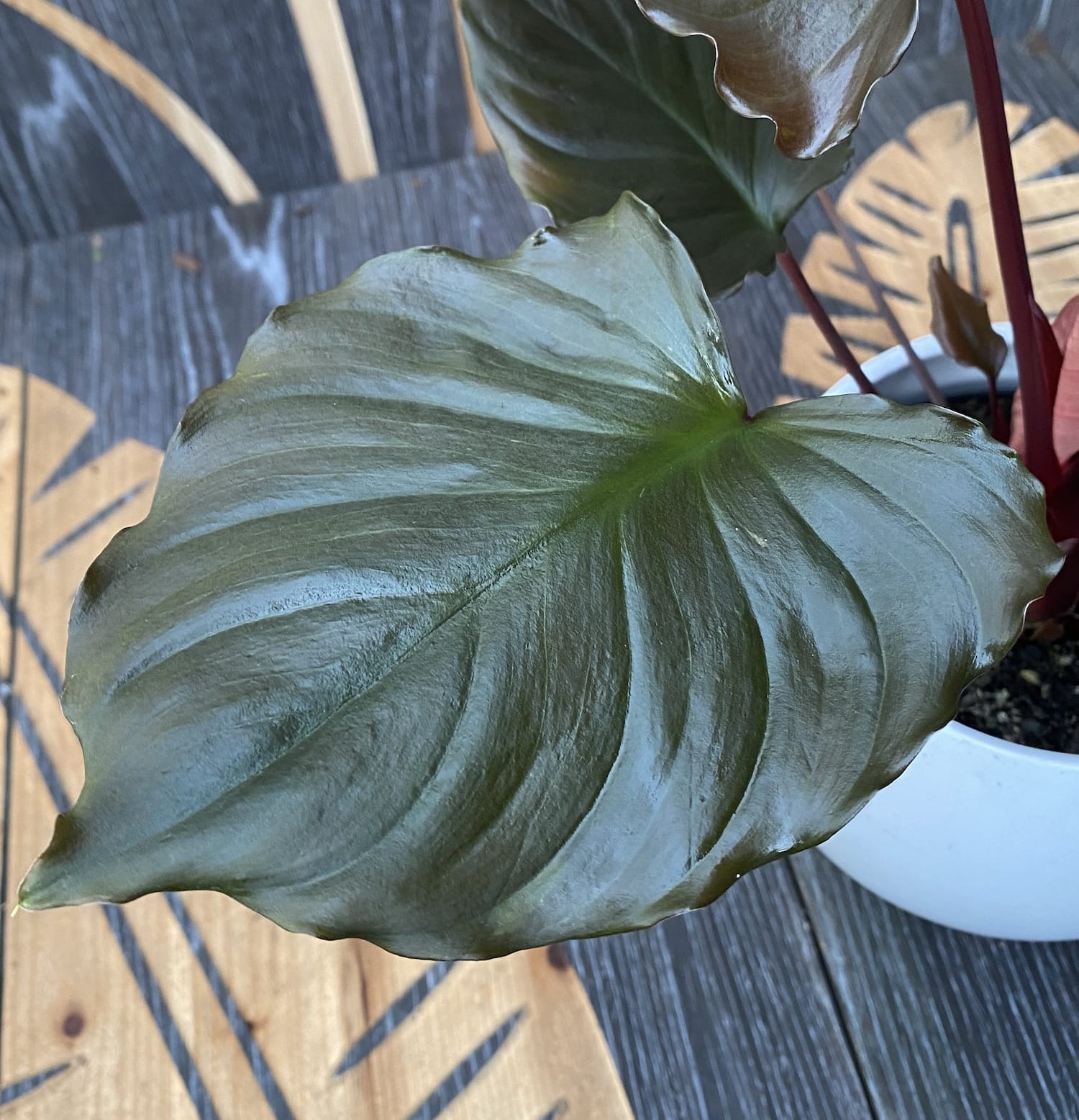 Homalomena ‘Flaming Red’ – planta tropicala cu foliaj rosu-metalic si aspect luxuriant