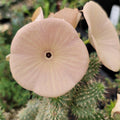 Hoodia Gordonii