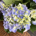 Hortensia - Hydrangea macrophylla 'Jip'