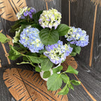 Hortensia - Hydrangea macrophylla 'Jip'