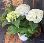 Hortensie Hydrangea macrophylla White