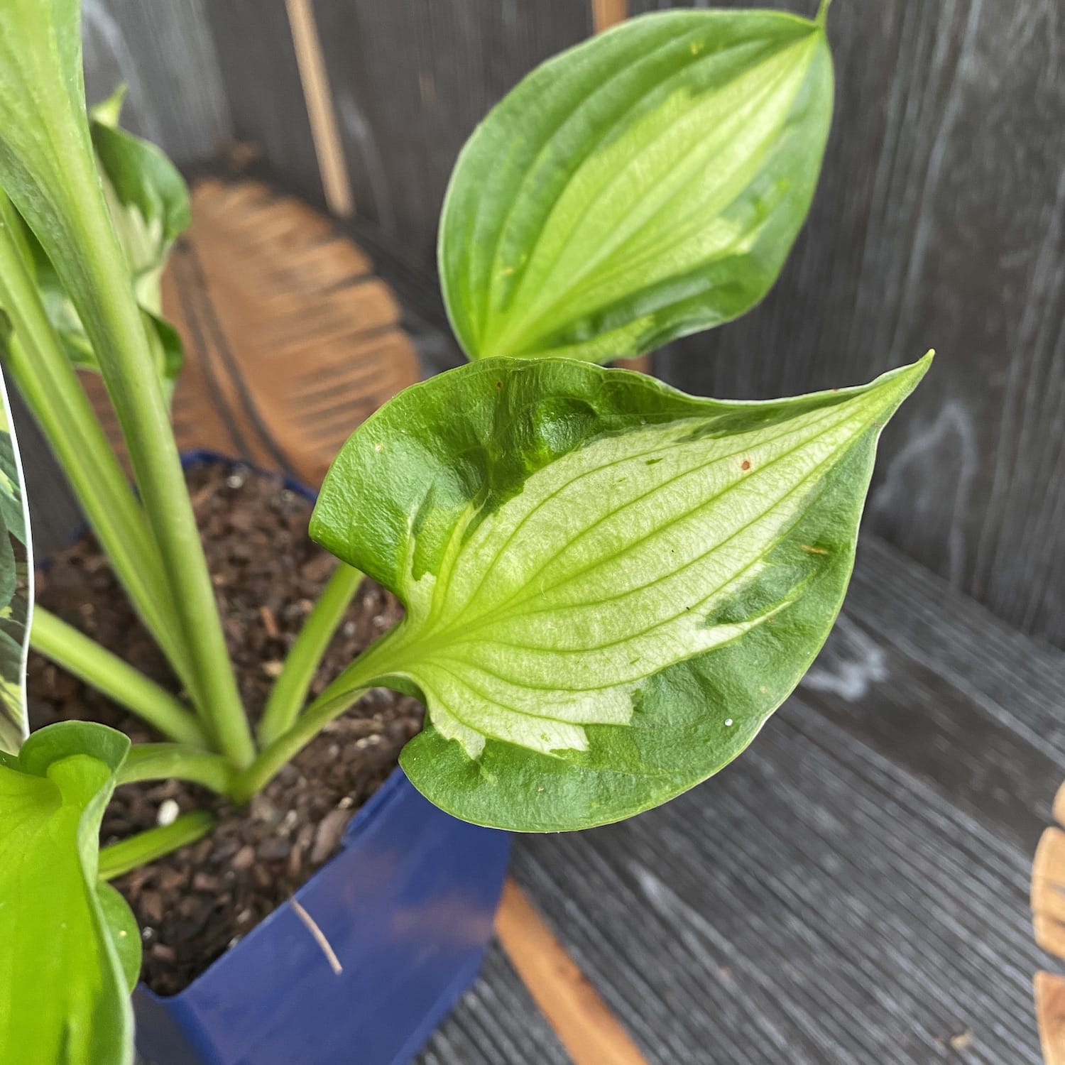 Hosta 'Colored Hulk' (Plantain Lily 'Colored Hulk') - crin de toamna