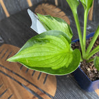 Hosta 'Colored Hulk' (Plantain Lily 'Colored Hulk') - crin de toamna