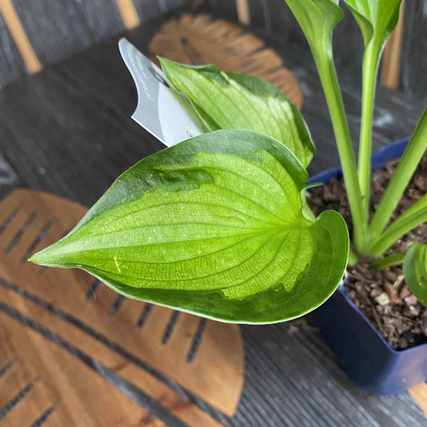 Hosta 'Colored Hulk' (Plantain Lily 'Colored Hulk') - crin de toamna