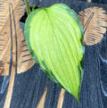 Hosta 'Lady Guinevere' (Λίλιουμ Πλαντέιν 'Lady Guinevere') - φθινοπωρινό κρίνο