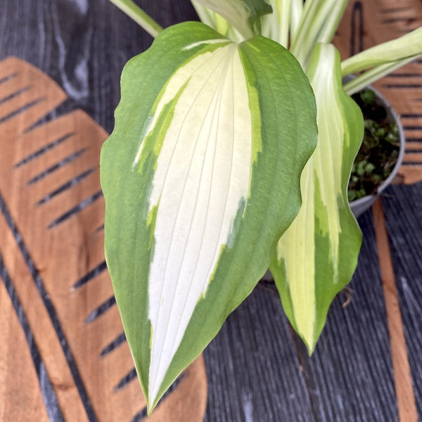 Hosta 'Night Before Christmas' (Plantain Lily) - autumn lily