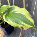 Hosta 'Permafrost' (Lily Plantain 'Permafrost') - jesenska ljiljan