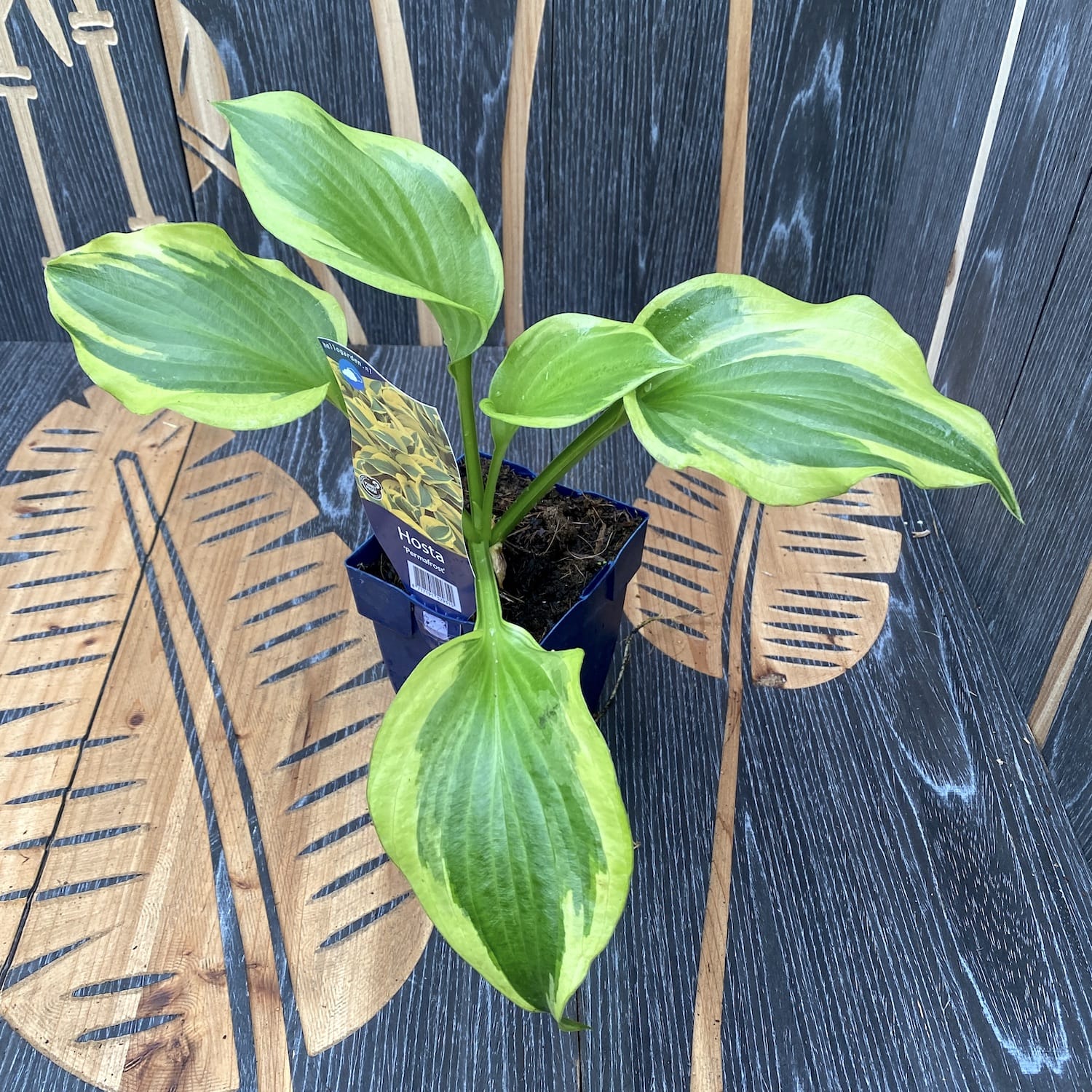 Hosta 'Permafrost' (Plantain Lily 'Permafrost') - crin de toamna