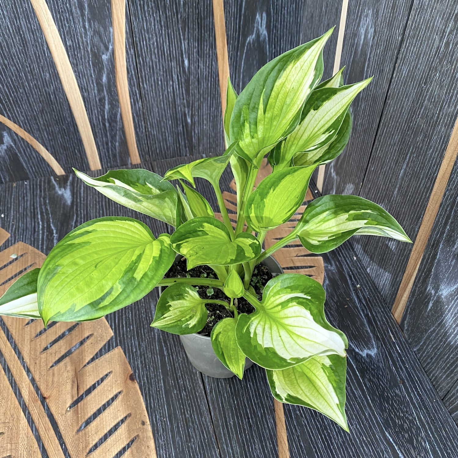 Hosta 'Whirlwind' (Plantain Lily) - crin de toamna