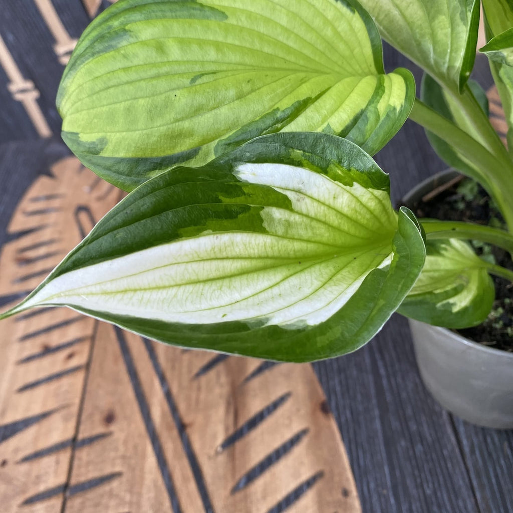 Hosta 'Whirlwind' (Lopatica) - jesenska ljiljan