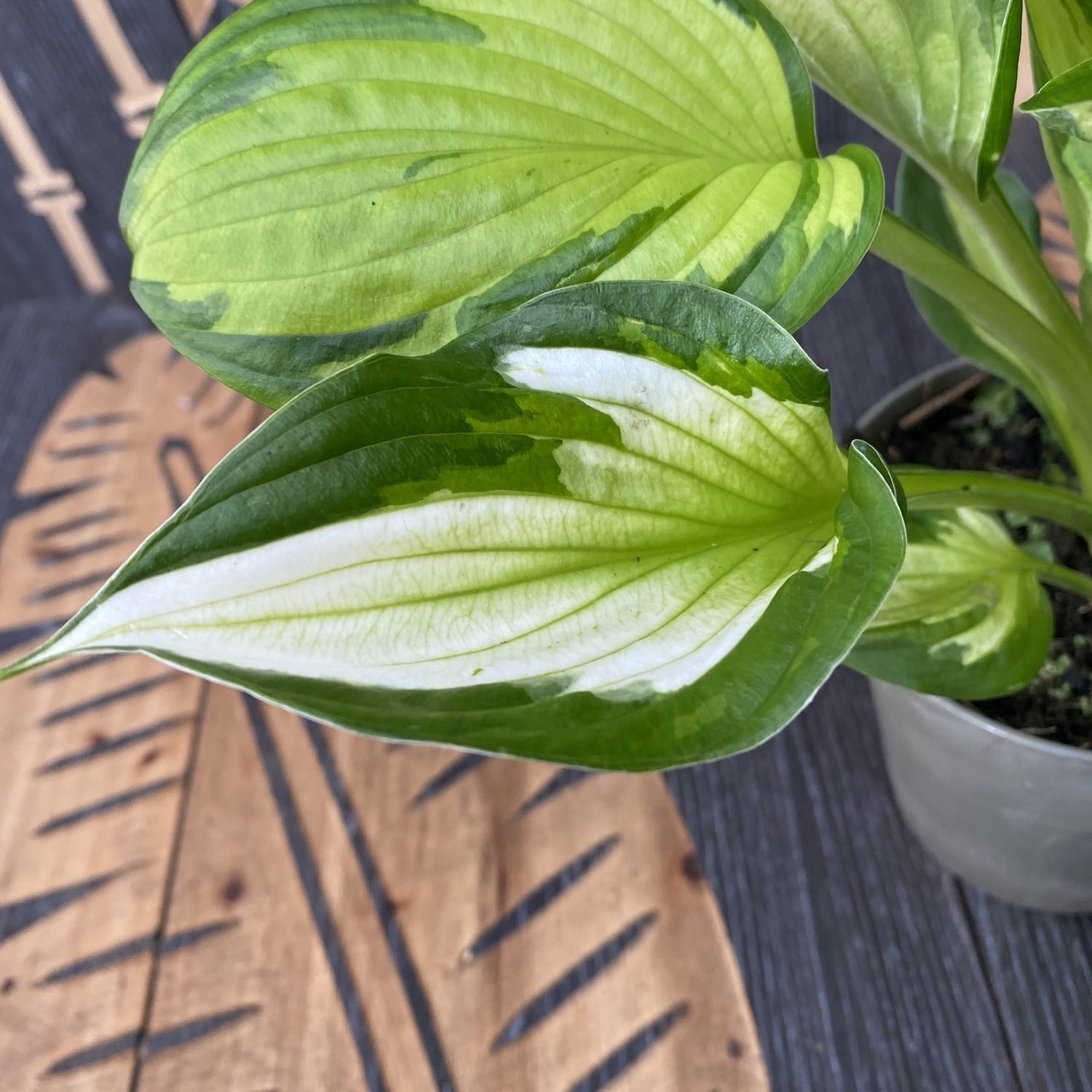 Hosta 'Whirlwind' (Plantain Lily) - crin de toamna