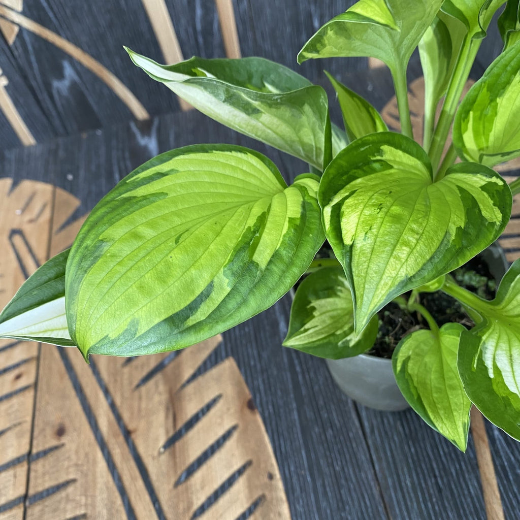 Hosta 'Whirlwind' (Lopatica) - jesenska ljiljan