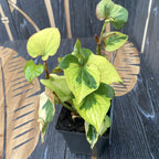 Houttuynia cordata 'Chameleon' *de gradina