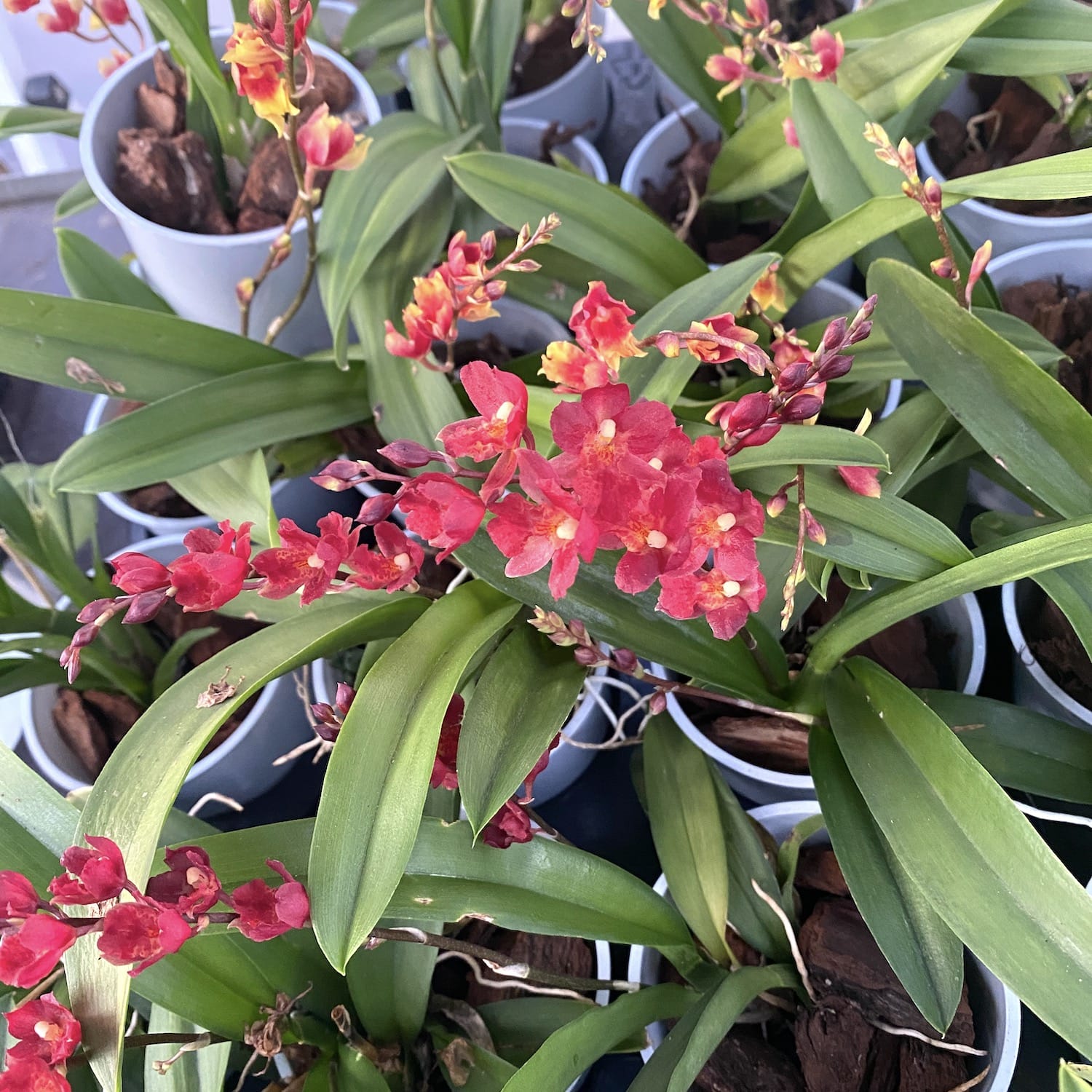 Leomesezia (Howeara) Lava Burst